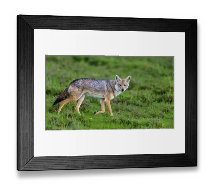 Framed Print : Africa. Tanzania. Golden jackal (Canis aureus) in Serengeti NP Framed Print : Africa. Tanzania. Golden jackal (Canis aureus) in Serengeti NP