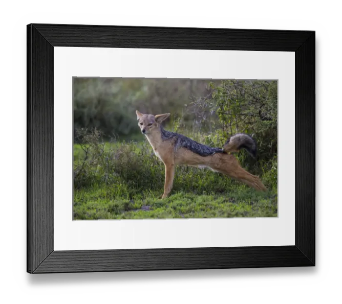 Framed Print : Africa. Tanzania. Black-backed jackal (Canis mesomelas) stretches after a nap in Framed Print : Africa. Tanzania. Black-backed jackal (Canis mesomelas) stretches after a nap in