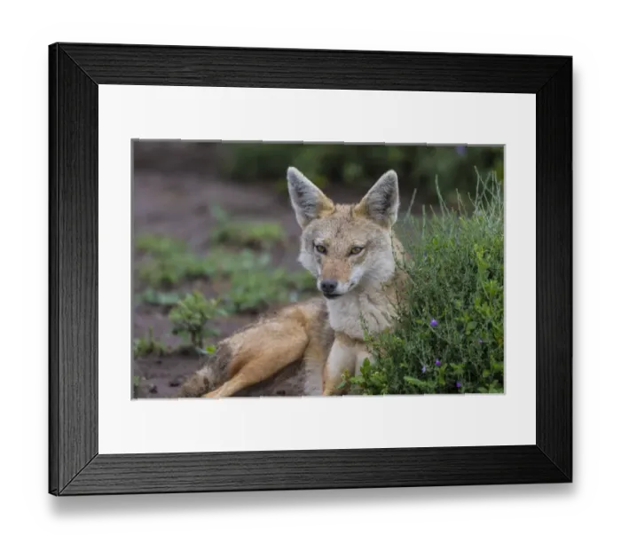 Framed Print : Africa. Tanzania. Golden jackal (Canis aureus) in Serengeti NP Framed Print : Africa. Tanzania. Golden jackal (Canis aureus) in Serengeti NP