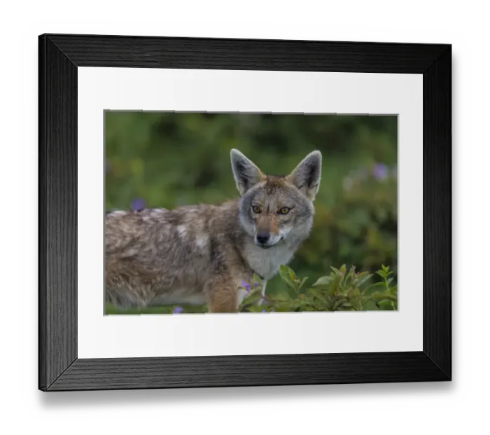 Framed Print : Africa. Tanzania. Golden jackal (Canis aureus) in Serengeti NP Framed Print : Africa. Tanzania. Golden jackal (Canis aureus) in Serengeti NP