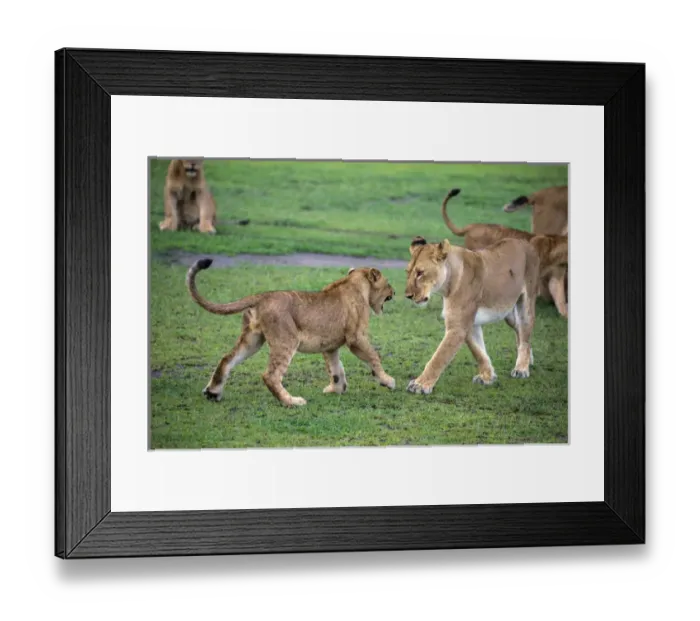Framed Print : Africa. Tanzania. African lion cubs (Panthera leo) mock fighting at Ndutu in Serengeti NP Framed Print : Africa. Tanzania. African lion cubs (Panthera leo) mock fighting at Ndutu in Serengeti NP