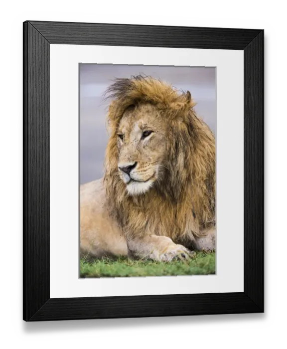 Framed Print : Africa. Tanzania. Male African lion (Panthera leo) at Ndutu in Serengeti NP Framed Print : Africa. Tanzania. Male African lion (Panthera leo) at Ndutu in Serengeti NP