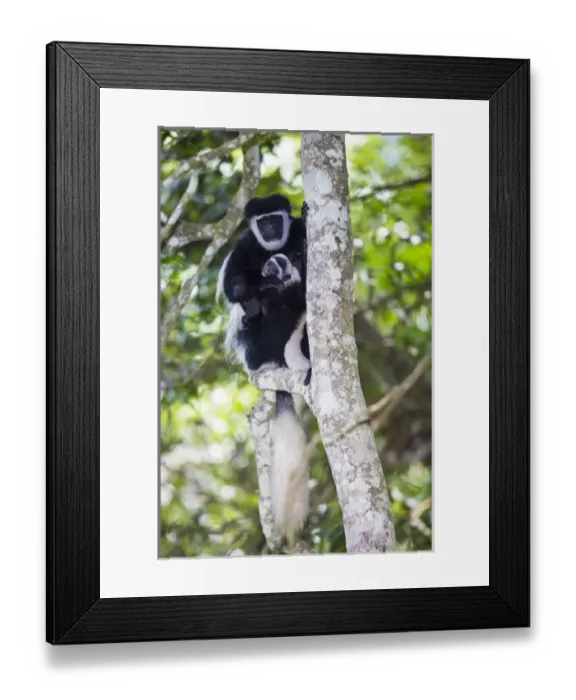 Framed Print : Africa. Tanzania. Black and White Colobus, also known as mantled guereza (Colobus Framed Print : Africa. Tanzania. Black and White Colobus, also known as mantled guereza (Colobus