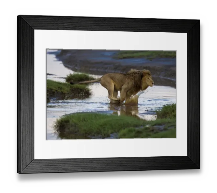 Framed Print : Africa. Tanzania. Male African lion (Panthera leo) at Ndutu in Serengeti NP