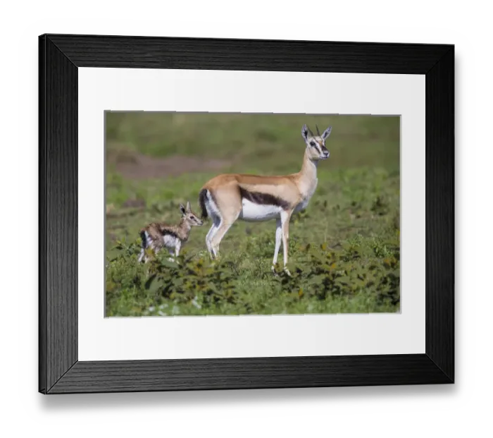 Framed Print : Africa. Tanzania. Thomsons gazelle (Eudorcas thomsonii) after giving birth in