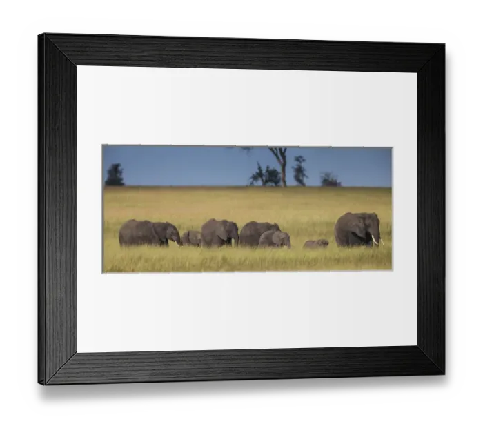 Framed Print : Africa. Tanzania. African elephants (Loxodonta africana) at Serengeti NP Framed Print : Africa. Tanzania. African elephants (Loxodonta africana) at Serengeti NP
