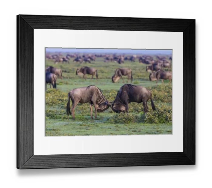 Framed Print : Africa. Tanzania. Wildebeest fighting during the annual Great Migration in Serengeti NP