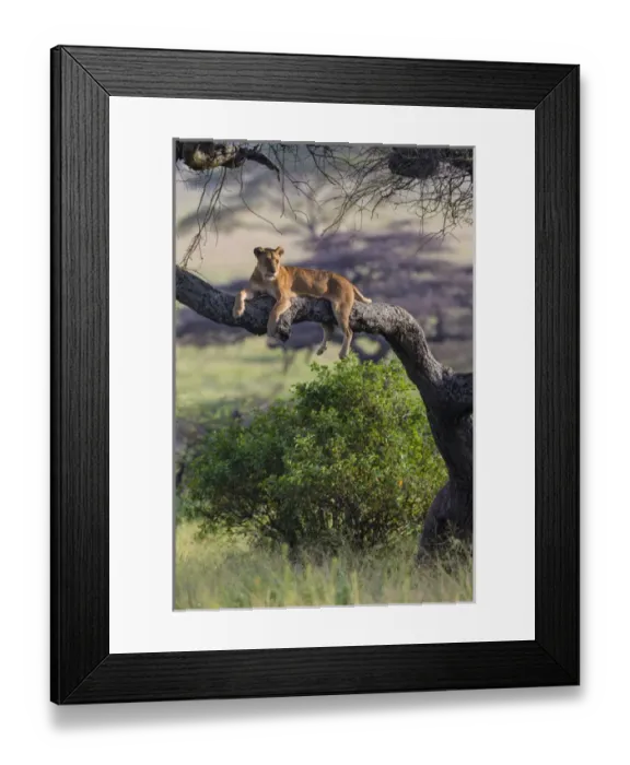 Framed Print : Africa. Tanzania. African lion female (Panthera leo) in tree Serengeti NP