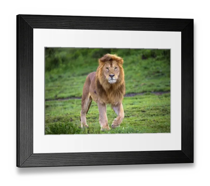 Framed Print : Africa. Tanzania. Male African lion (Panthera leo) at Ndutu in Serengeti NP Framed Print : Africa. Tanzania. Male African lion (Panthera leo) at Ndutu in Serengeti NP