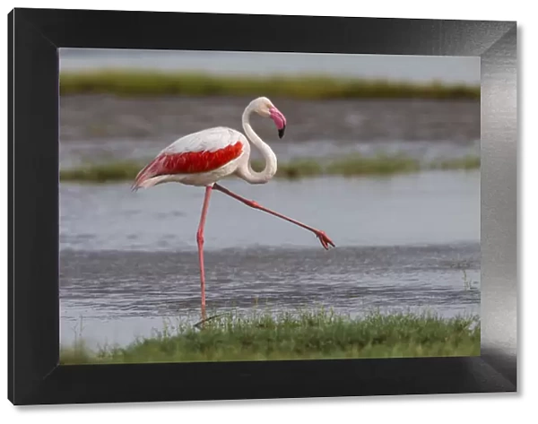 Africa. Tanzania. Greater flamingo (Phoenicopterus roseus) in Serengerti NP