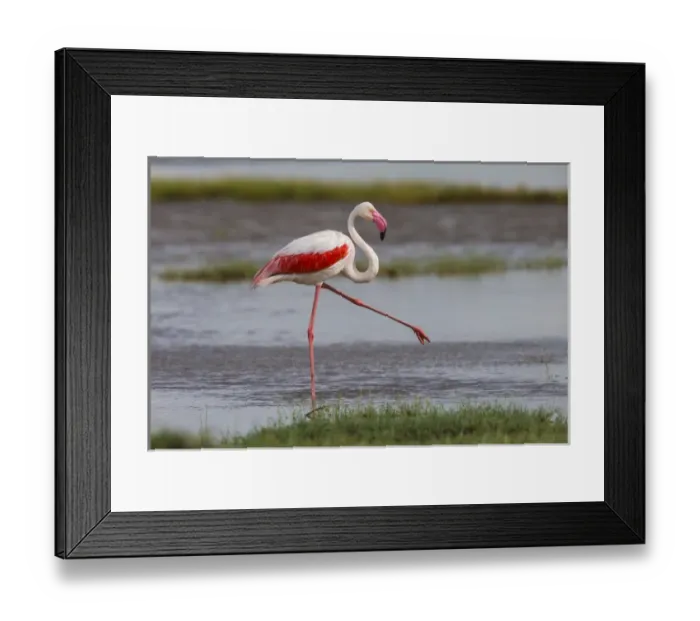 Framed Print : Africa. Tanzania. Greater flamingo (Phoenicopterus roseus) in Serengerti NP