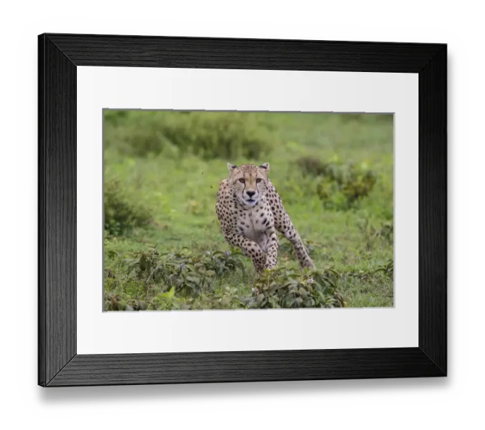 Framed Print : Africa. Tanzania. Cheetah (Acinonyx jubatus) hunting on the plains of the Serengeti Framed Print : Africa. Tanzania. Cheetah (Acinonyx jubatus) hunting on the plains of the Serengeti