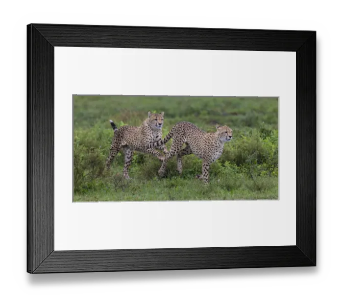 Framed Print : Africa. Tanzania. Cheetah (Acinonyx jubatus) hunting on the plains of the Serengeti Framed Print : Africa. Tanzania. Cheetah (Acinonyx jubatus) hunting on the plains of the Serengeti