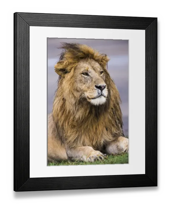 Framed Print : Africa. Tanzania. Male African lion (Panthera leo) at Ndutu in Serengeti NP Framed Print : Africa. Tanzania. Male African lion (Panthera leo) at Ndutu in Serengeti NP