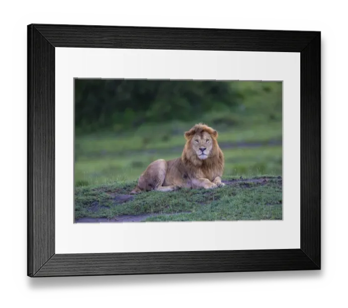 Framed Print : Africa. Tanzania. Male African lion (Panthera leo) at Ndutu in Serengeti NP