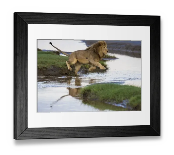 Framed Print : Africa. Tanzania. Male African lion (Panthera leo) at Ndutu in Serengeti NP