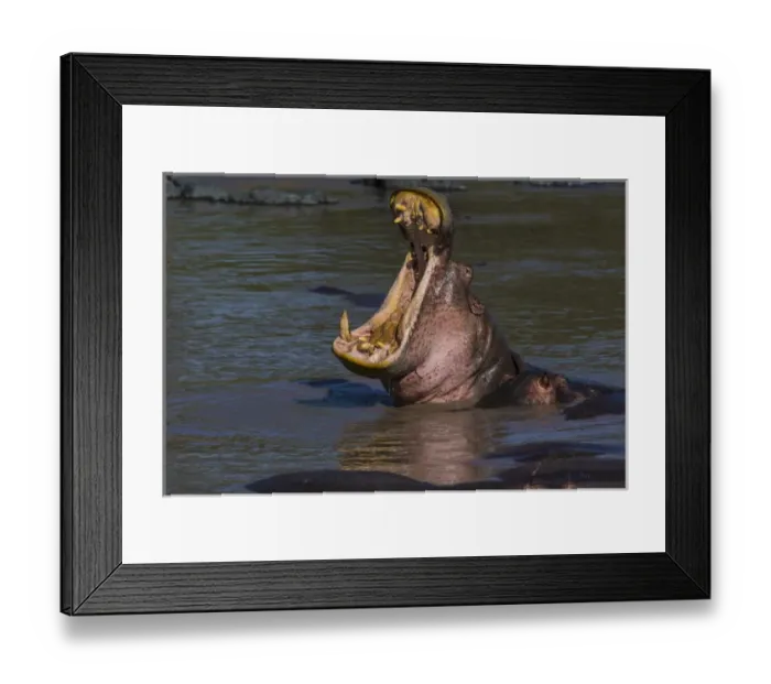 Framed Print : Africa. Tanzania. Hippopotamus yawn (Hippopotamus amphibius) in Serengeti NP Framed Print : Africa. Tanzania. Hippopotamus yawn (Hippopotamus amphibius) in Serengeti NP