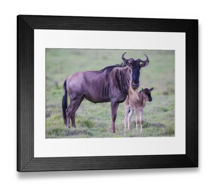 Framed Print : Africa. Tanzania. Wildebeest birthing during the annual Great Migration in Serengeti NP Framed Print : Africa. Tanzania. Wildebeest birthing during the annual Great Migration in Serengeti NP