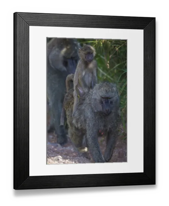 Framed Print : Africa. Tanzania. Olive baboon (Papio anubis) female with baby at Arusha NP Framed Print : Africa. Tanzania. Olive baboon (Papio anubis) female with baby at Arusha NP