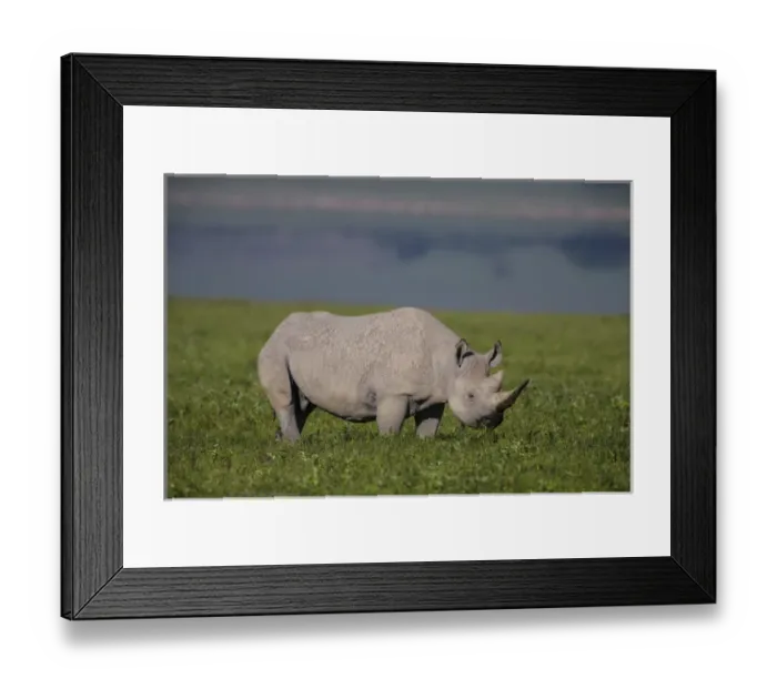Framed Print : Africa. Tanzania. Black rhinoceros (Diceros bicornis) at Ngorongoro crater