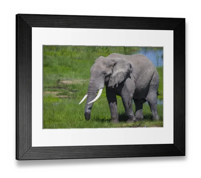 Framed Print : Africa. Tanzania. African elephant (Loxodonta africana) at the crater in the Ngorongoro