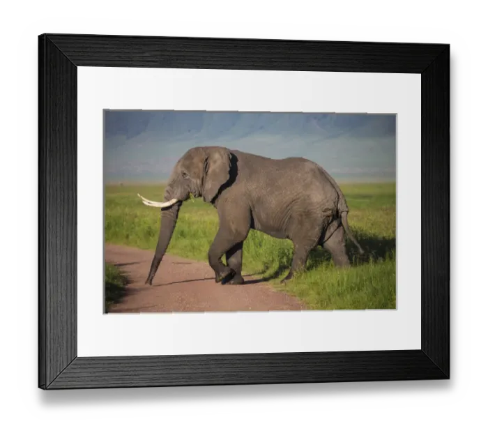 Framed Print : Africa. Tanzania. African elephant (Loxodonta africana) at the crater in the Ngorongoro Framed Print : Africa. Tanzania. African elephant (Loxodonta africana) at the crater in the Ngorongoro