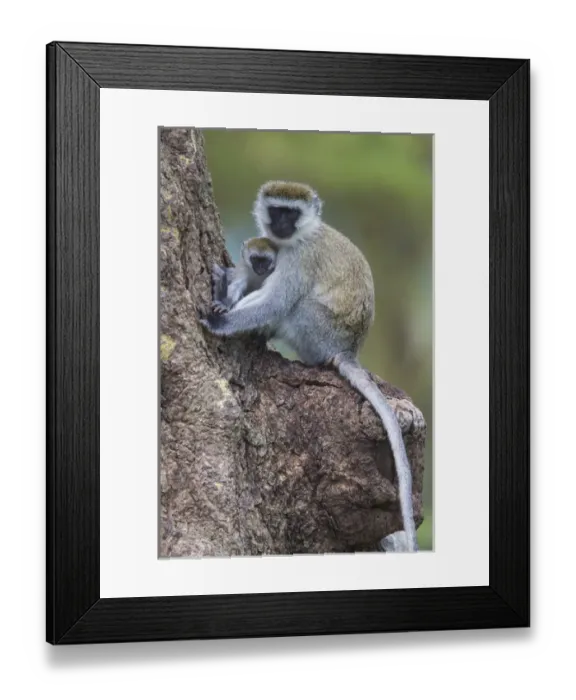 Framed Print : Africa. Tanzania. Vervet monkey (Chlorocebus pygerthrus) female and juvenile at Ngorongoro