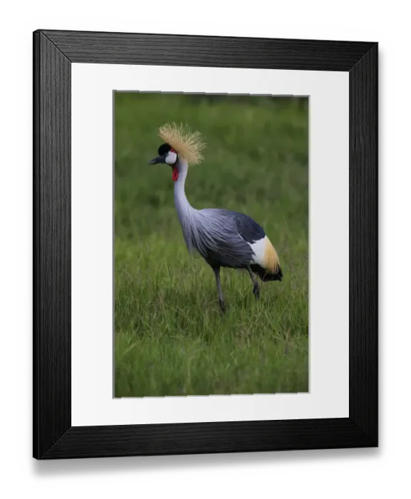 Framed Print : Africa. Tanzania. Grey crowned crane (Balearica regulorum) at Ngorongoro crater