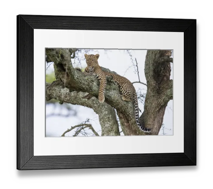 Framed Print : Africa. Tanzania. African leopard (Panthera pardus) in a tree in Serengeti NP Framed Print : Africa. Tanzania. African leopard (Panthera pardus) in a tree in Serengeti NP