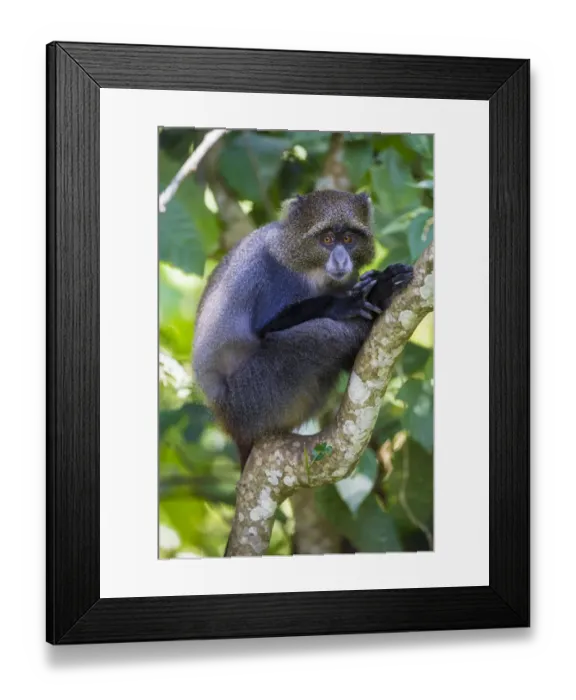 Framed Print : Africa. Tanzania. Blue Monkey, or diademed monkey (Cercopithecus mitis) at Arusha NP Framed Print : Africa. Tanzania. Blue Monkey, or diademed monkey (Cercopithecus mitis) at Arusha NP