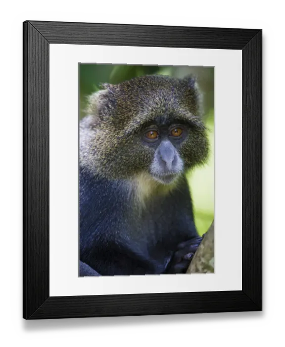 Framed Print : Africa. Tanzania. Blue Monkey, or diademed monkey (Cercopithecus mitis) at Arusha NP