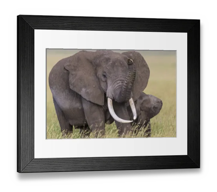 Framed Print : Africa. Tanzania. African elephants (Loxodonta africana) at Serengeti NP Framed Print : Africa. Tanzania. African elephants (Loxodonta africana) at Serengeti NP
