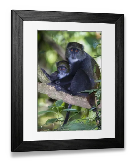 Framed Print : Africa. Tanzania. Blue Monkey, or diademed monkey (Cercopithecus mitis) female with