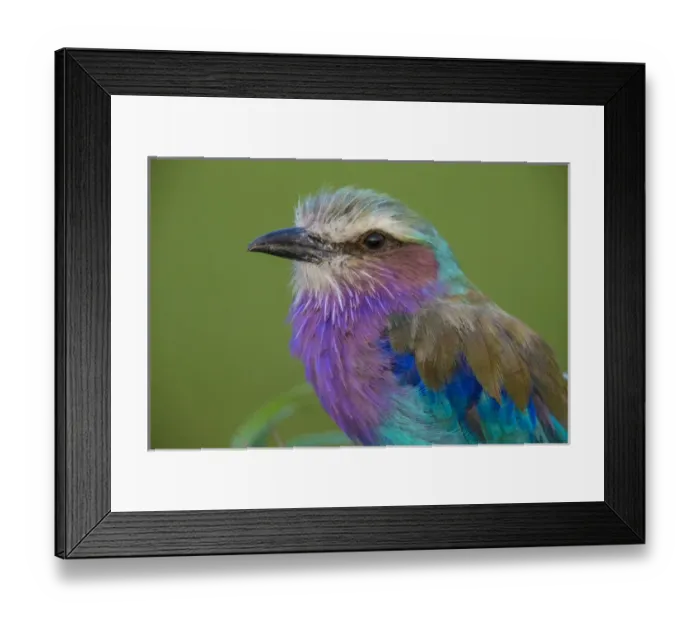Framed Print : Africa. Tanzania. Lilac-breasted roller (Coracias caudatus) in Serengerti NP