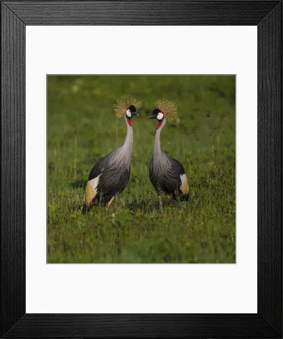Framed Print : Africa. Tanzania. Grey crowned cranes (Balearica regulorum) at Ngorongoro crater
