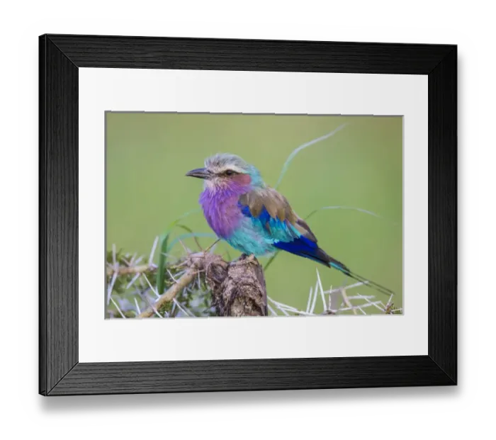 Framed Print : Africa. Tanzania. Lilac-breasted roller (Coracias caudatus) in Serengerti NP Framed Print : Africa. Tanzania. Lilac-breasted roller (Coracias caudatus) in Serengerti NP