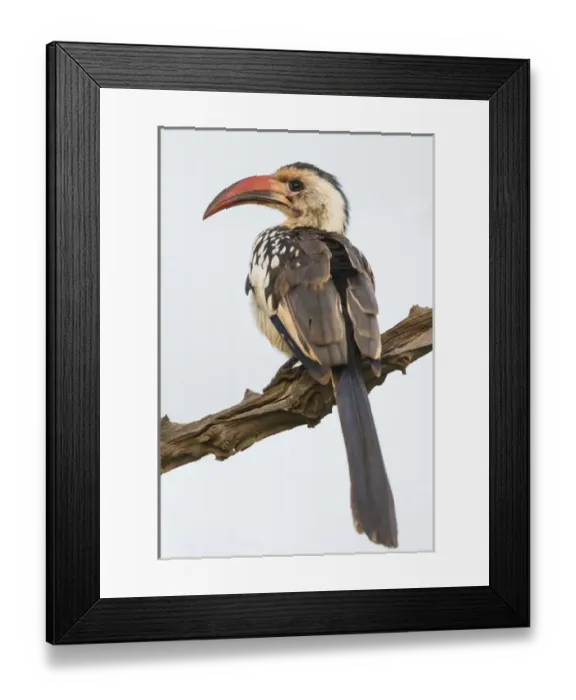 Framed Print : Africa. Tanzania. Red-billed hornbill (Tockus erythrorhynchus) in Serengeti NP Framed Print : Africa. Tanzania. Red-billed hornbill (Tockus erythrorhynchus) in Serengeti NP