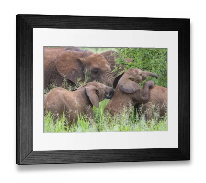 Framed Print : Africa. Tanzania. African elephants (Loxodonta africana) at Tarangire NP Framed Print : Africa. Tanzania. African elephants (Loxodonta africana) at Tarangire NP