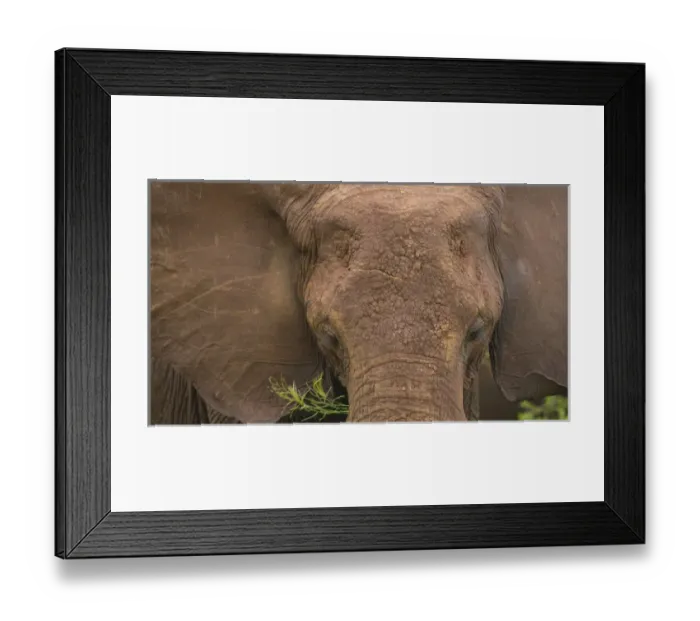 Framed Print : Africa. Tanzania. African elephant (Loxodonta africana) at Tarangire NP Framed Print : Africa. Tanzania. African elephant (Loxodonta africana) at Tarangire NP