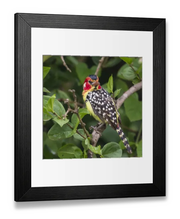 Framed Print : Africa. Tanzania. Red-and-yellow barbet (Trachyphonus erythrocephalus) at Tarangire NP Framed Print : Africa. Tanzania. Red-and-yellow barbet (Trachyphonus erythrocephalus) at Tarangire NP