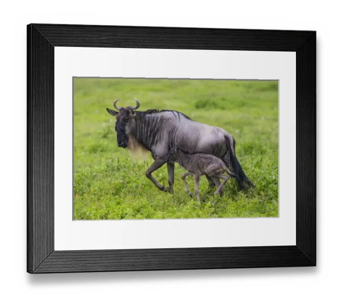 Framed Print : Africa. Tanzania. Wildebeest birthing during the annual Great Migration in Serengeti NP Framed Print : Africa. Tanzania. Wildebeest birthing during the annual Great Migration in Serengeti NP