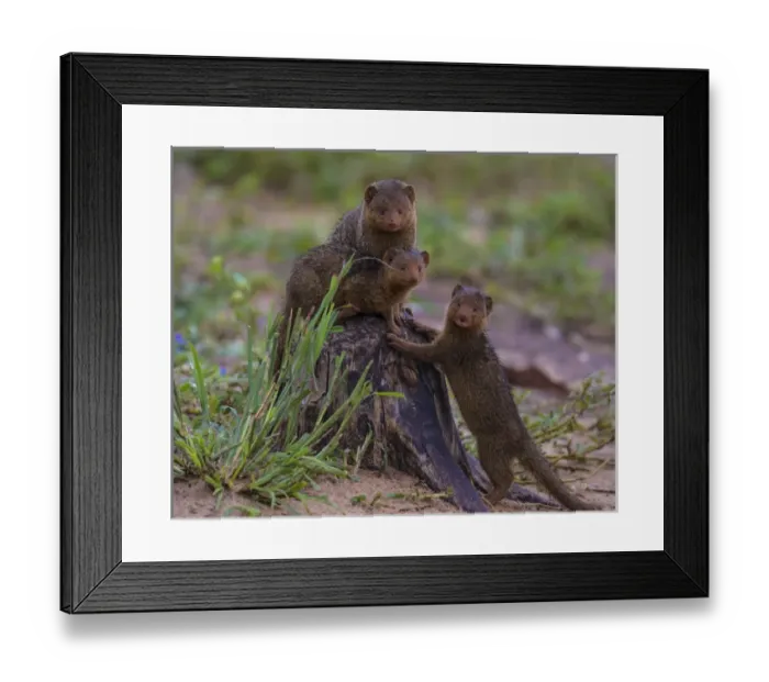 Framed Print : Africa. Tanzania. Dwarf mongoose family (Helogale parvula) in Tarangire NP