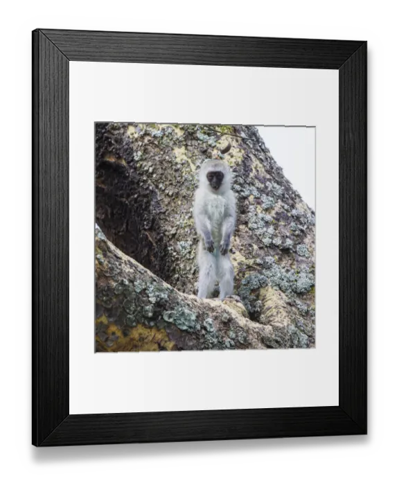 Framed Print : Africa. Tanzania. Vervet monkey (Chlorocebus pygerthrus) juvenile at Ngorongoro Crater
