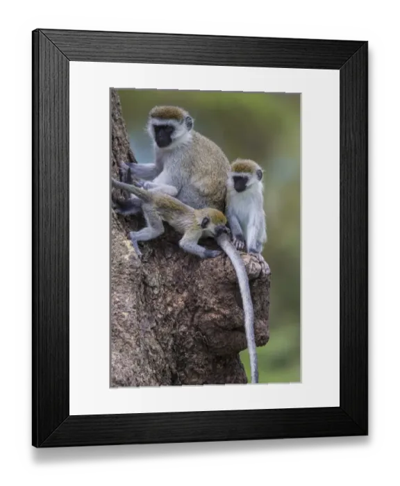 Framed Print : Africa. Tanzania. Vervet monkey (Chlorocebus pygerthrus) female and juvenile at Ngorongoro Framed Print : Africa. Tanzania. Vervet monkey (Chlorocebus pygerthrus) female and juvenile at Ngorongoro