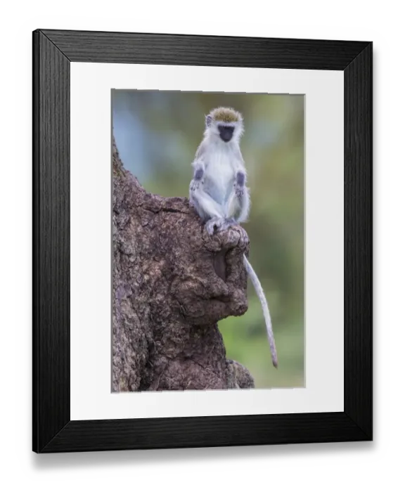 Framed Print : Africa. Tanzania. Vervet monkey (Chlorocebus pygerthrus) juvenile at Ngorongoro Crater