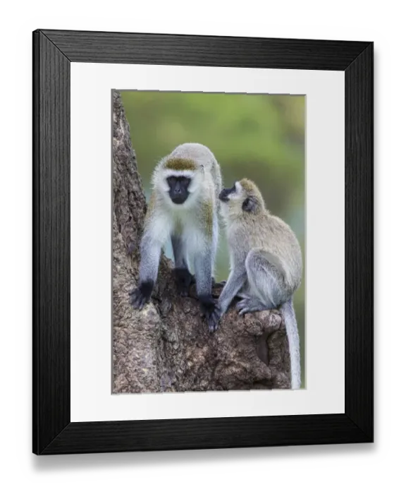Framed Print : Africa. Tanzania. Vervet monkey (Chlorocebus pygerthrus) female and juvenile at Ngorongoro Framed Print : Africa. Tanzania. Vervet monkey (Chlorocebus pygerthrus) female and juvenile at Ngorongoro