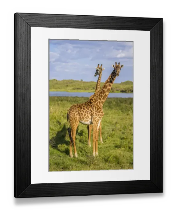 Framed Print : Africa. Tanzania. Masai giraffes (Giraffa tippelskirchi) at Arusha NP