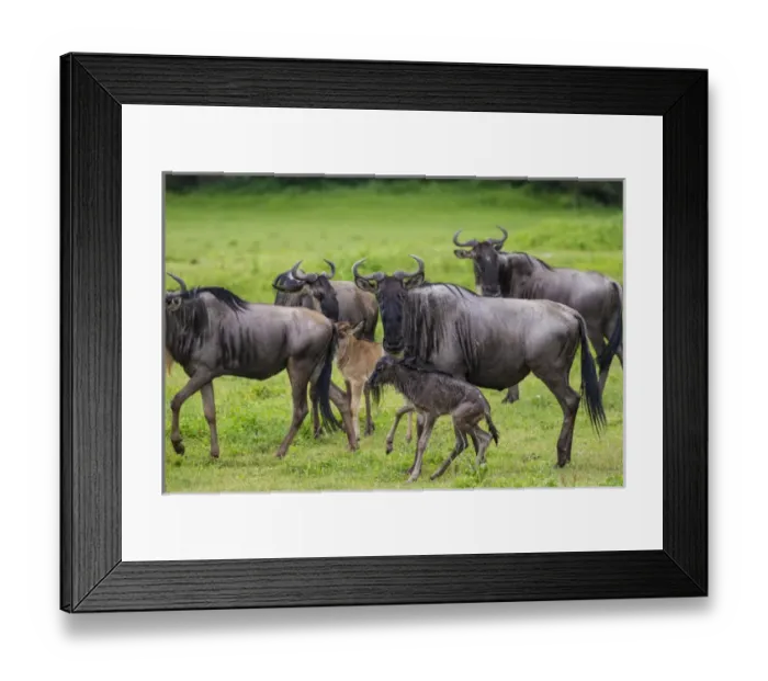 Framed Print : Africa. Tanzania. Wildebeest birthing during the annual Great Migration in Serengeti NP Framed Print : Africa. Tanzania. Wildebeest birthing during the annual Great Migration in Serengeti NP