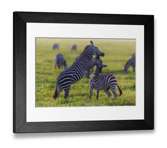 Framed Print : Africa. Tanzania. Male Zebra stallions (Equus quagga) fighting in Serengeti NP