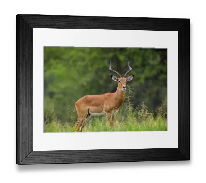 Framed Print : Africa. Tanzania. Male Impala (Aepyceros melampus) in Serengeti NP Framed Print : Africa. Tanzania. Male Impala (Aepyceros melampus) in Serengeti NP